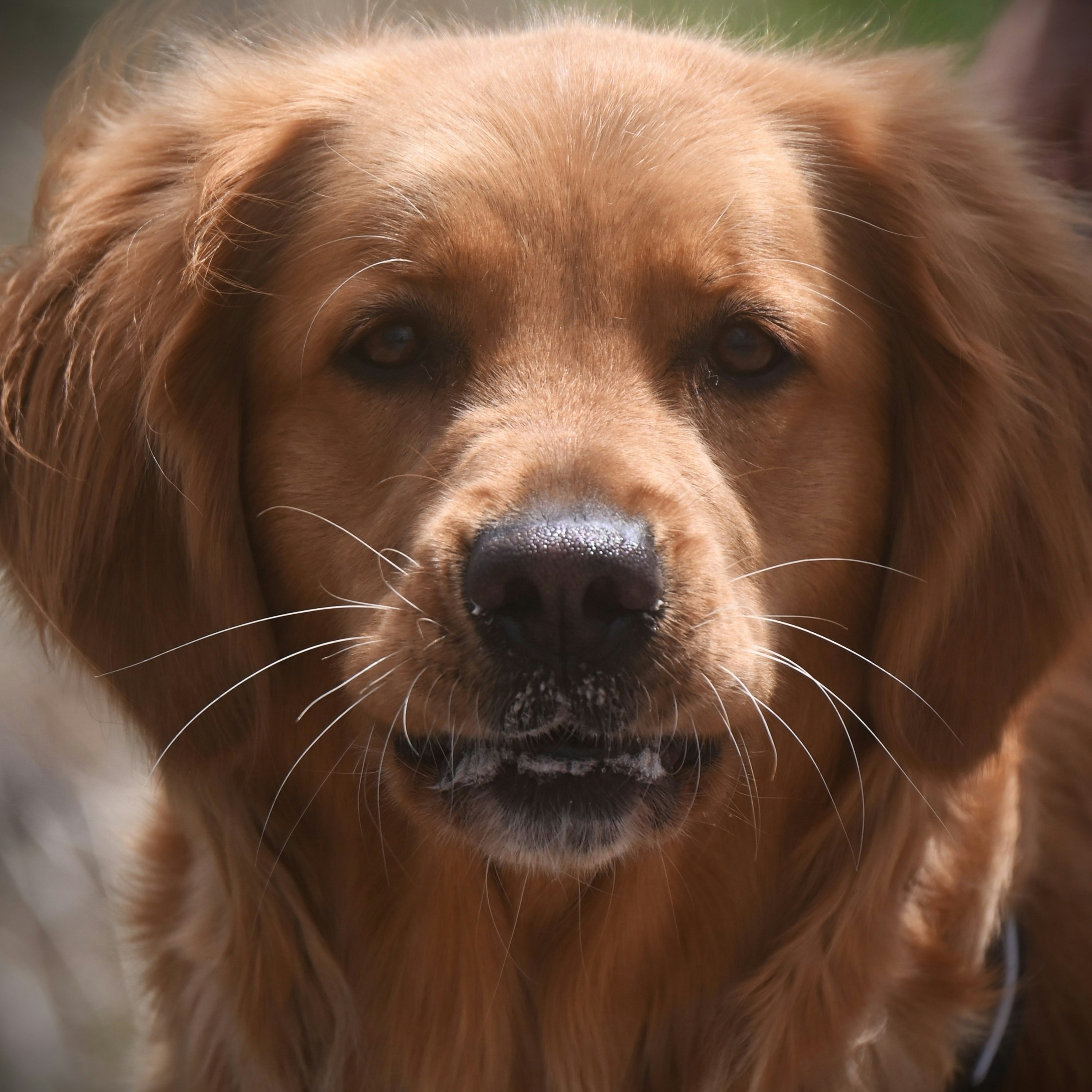 Close-up portrait of a friendly retriever, the kind of confident regular that comes from steady socialization
