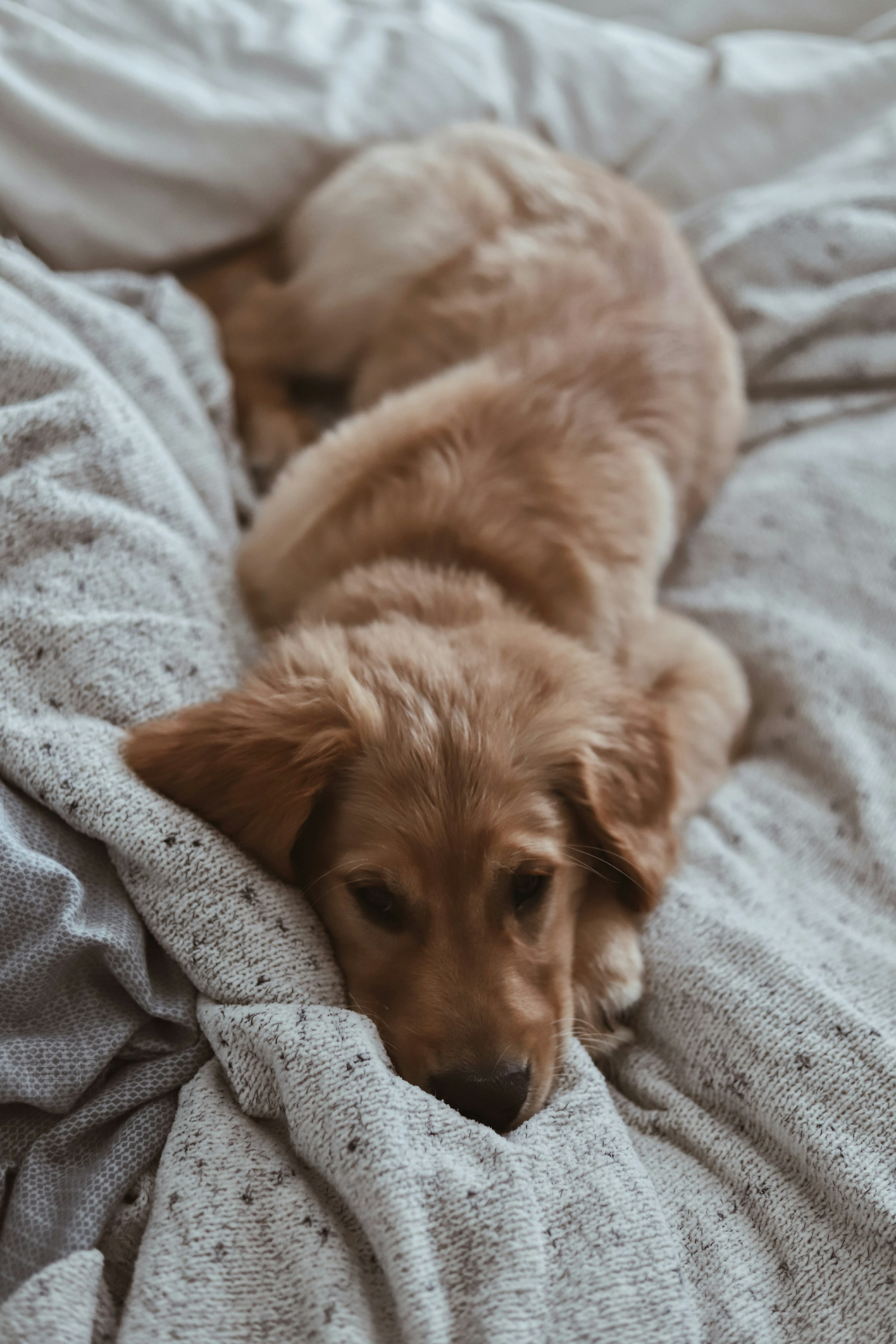 A small dog rests peacefully in a sunlit climate-controlled suite — relaxed posture, low-stim environment, the kind of stay that doesn't tax the body