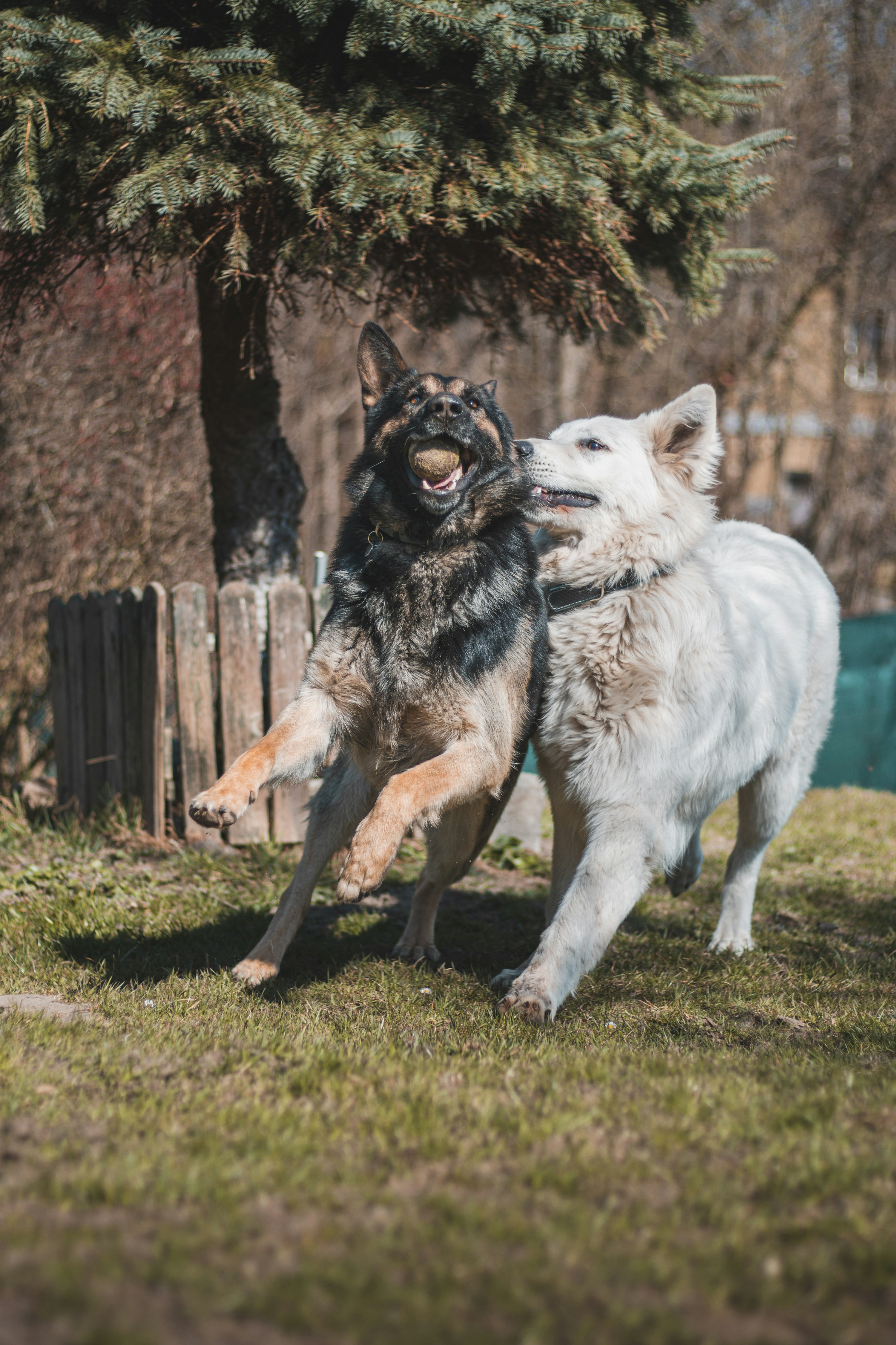 Two well-matched dogs engaged in healthy social play under supervision — an example of energy-matched group placement done right