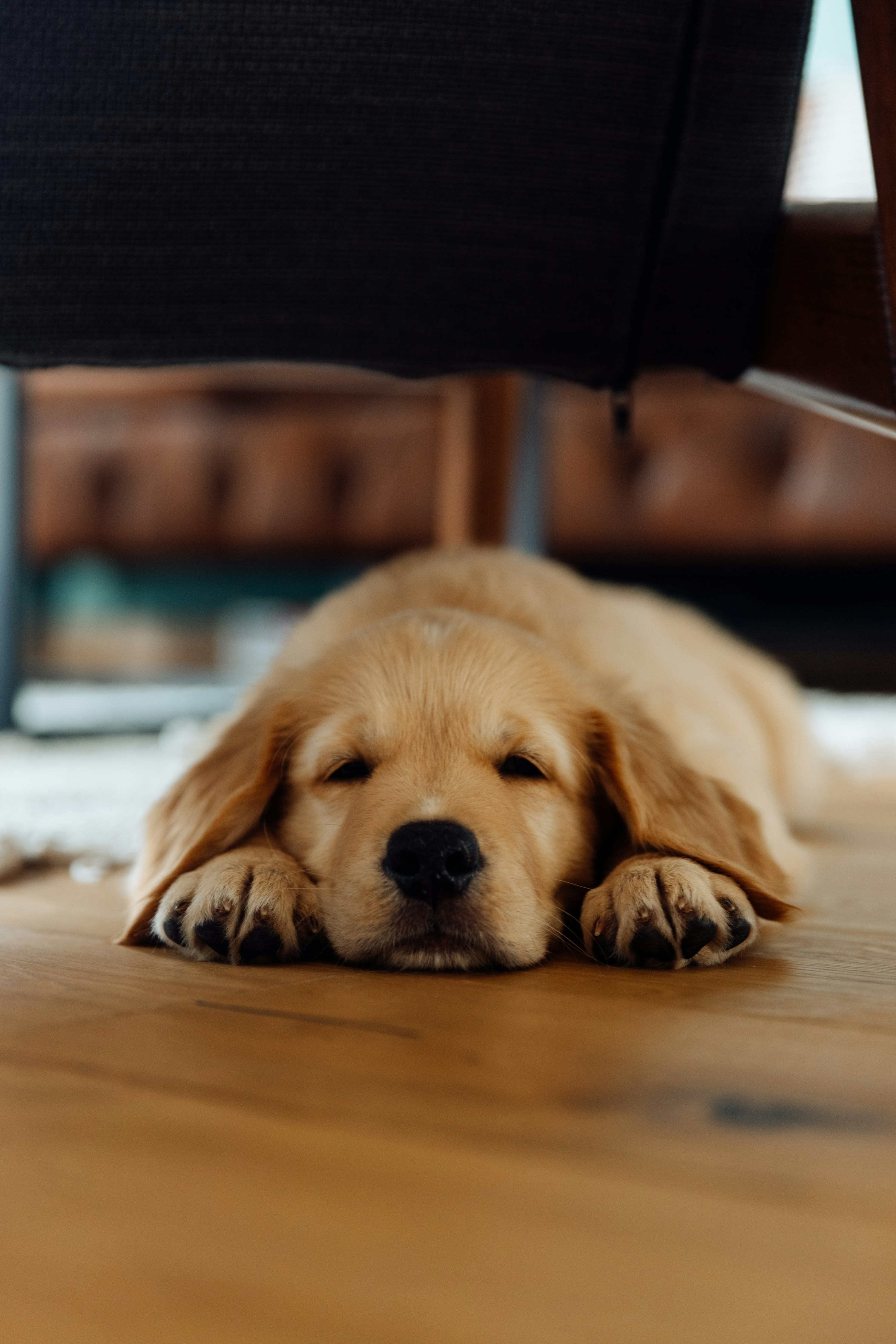 A young rescue puppy resting under a chair — the kind of cautious, hiding behavior that fades fast once a dog finds their pack