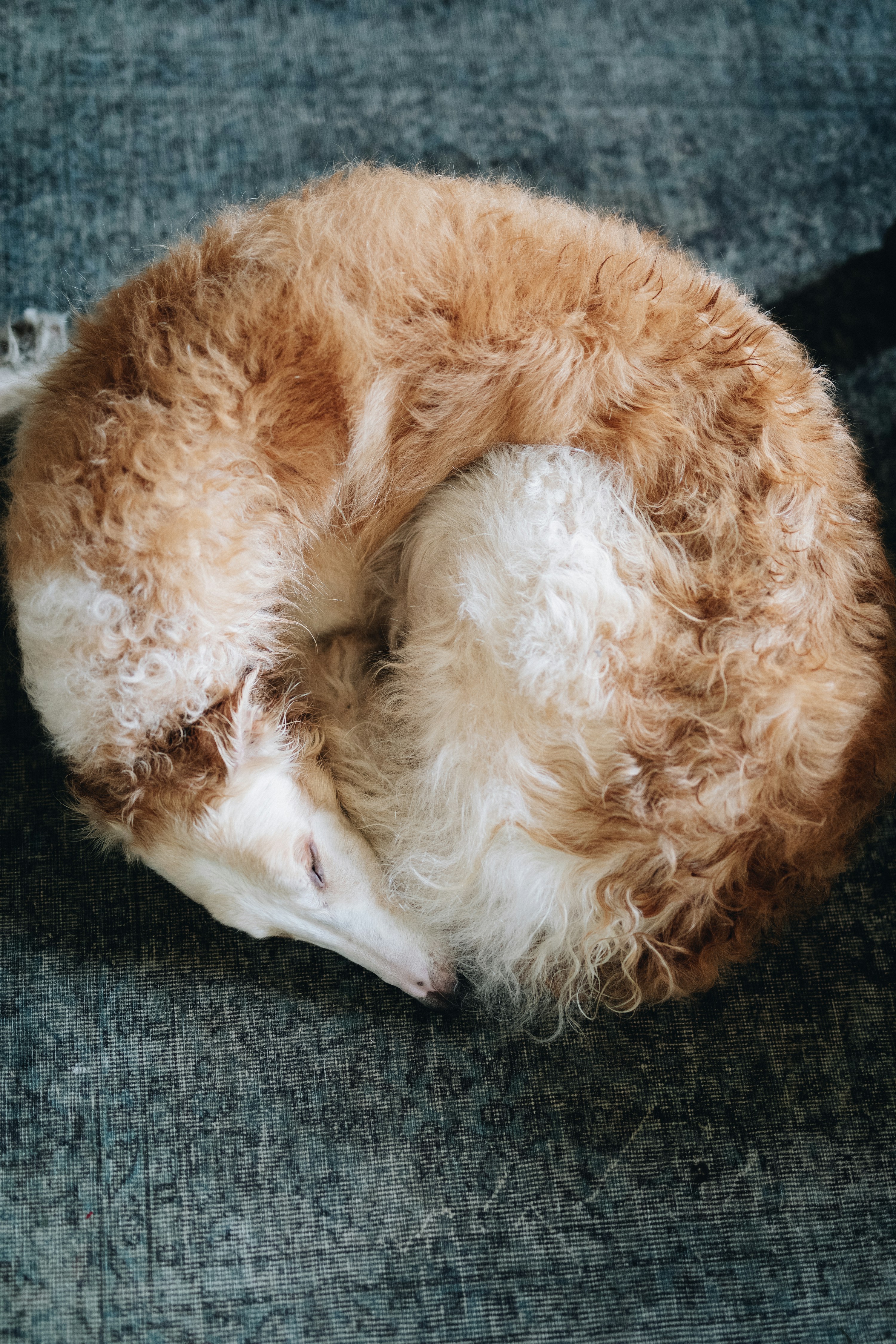 An older dog curled up, fully relaxed on a soft surface — the kind of comfortable rest a senior dog can only reach when the environment isn't taxing the body